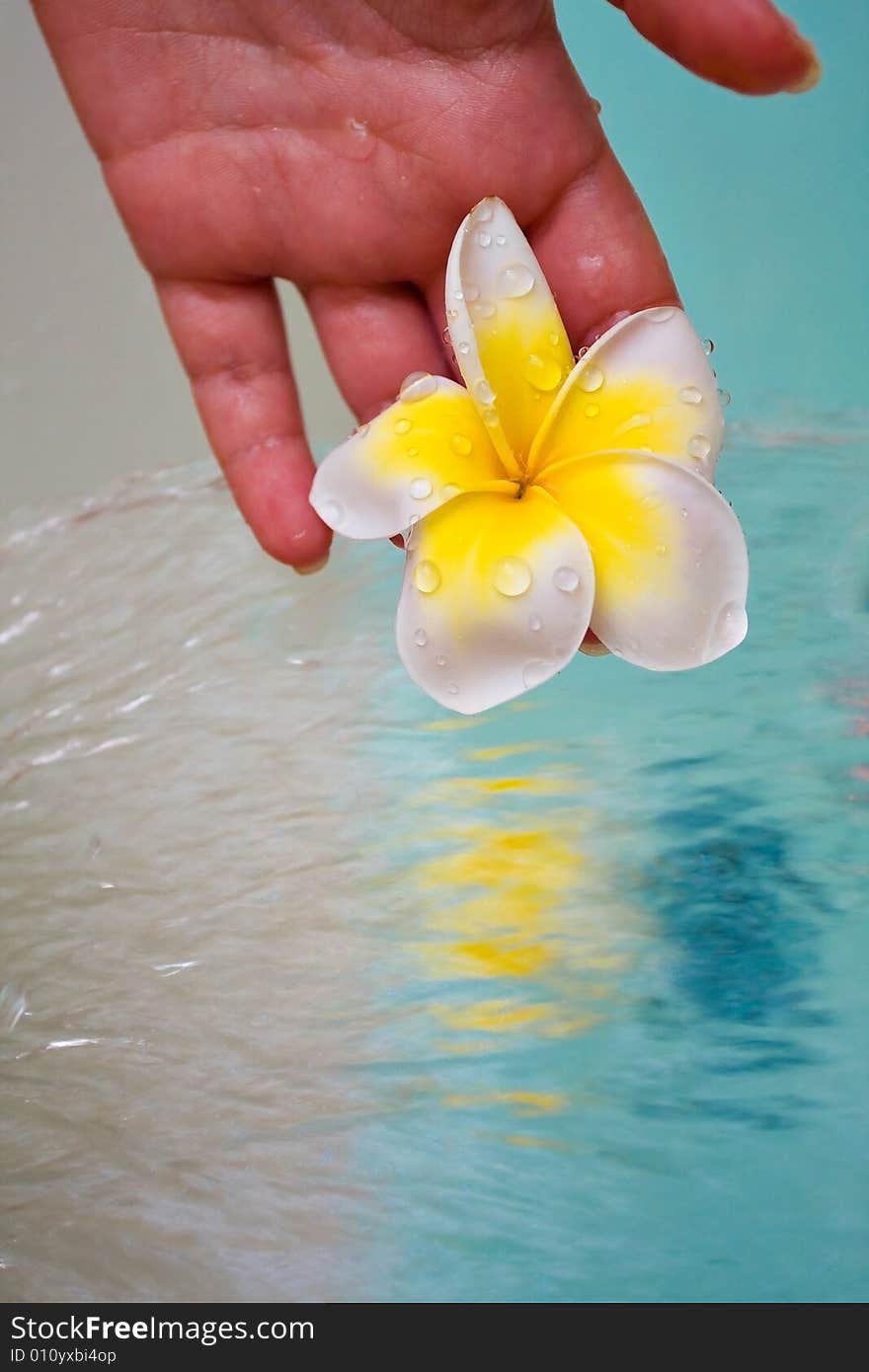 Exotic plumeria flower held above water. Exotic plumeria flower held above water