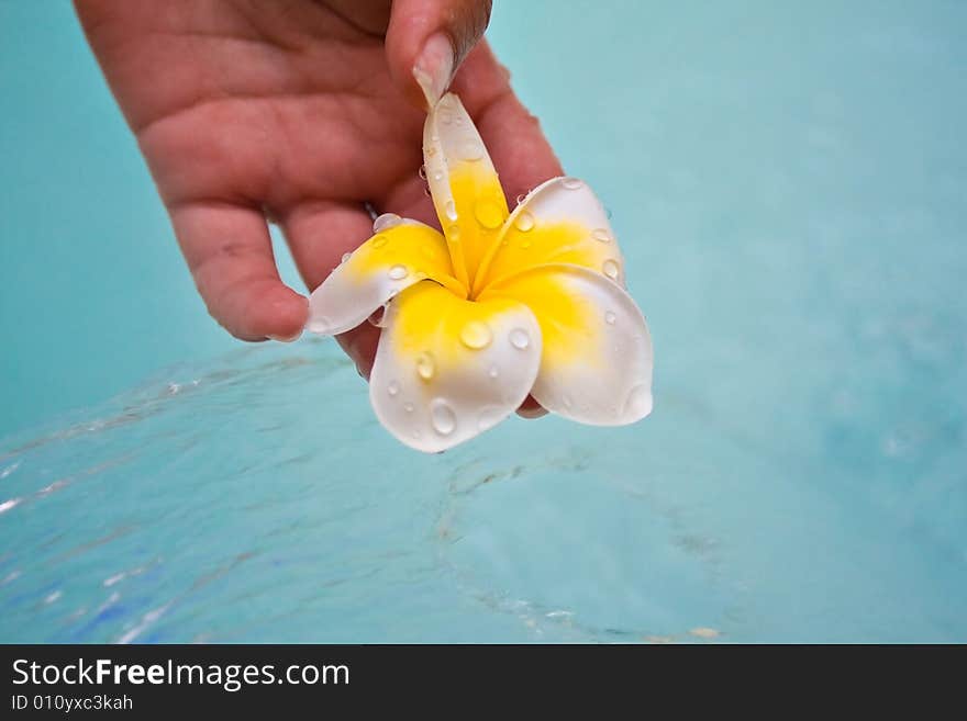 Exotic plumeria flower held above water. Exotic plumeria flower held above water