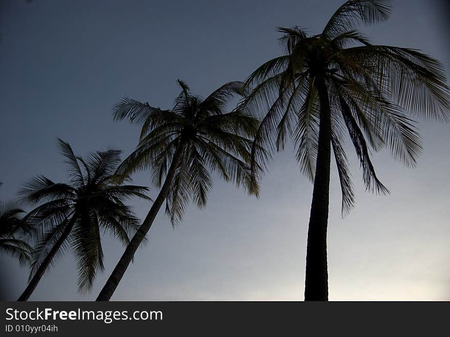 Three palm trees in a row