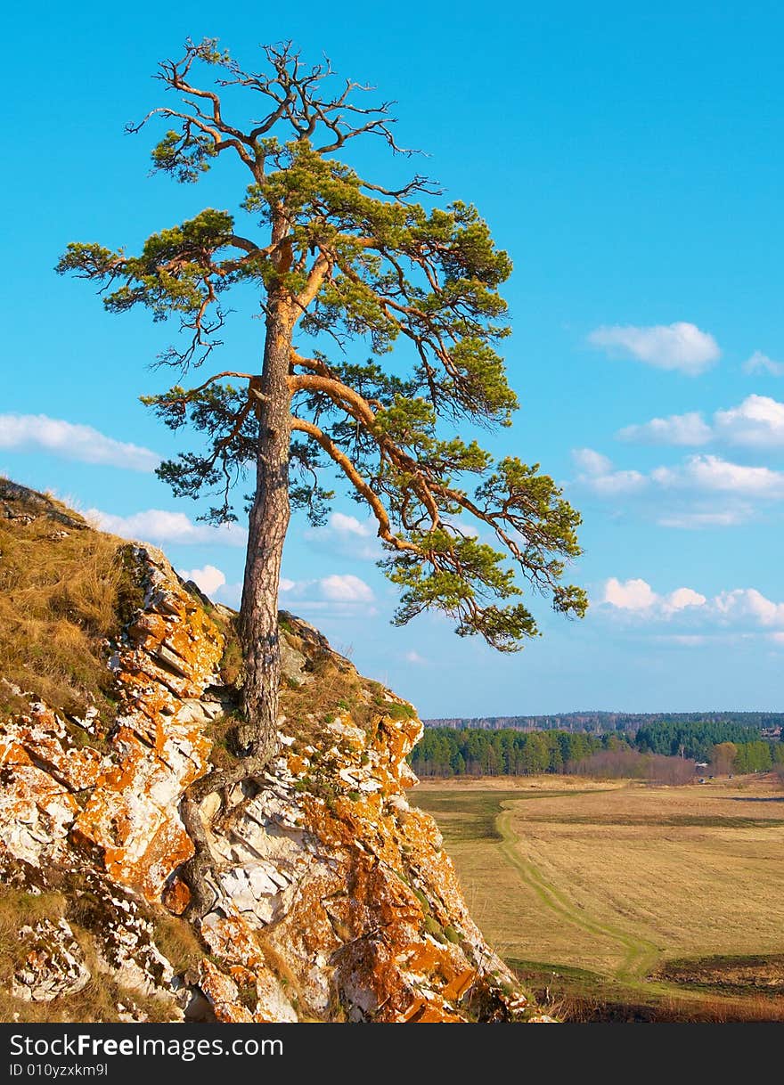 Lonely Wood