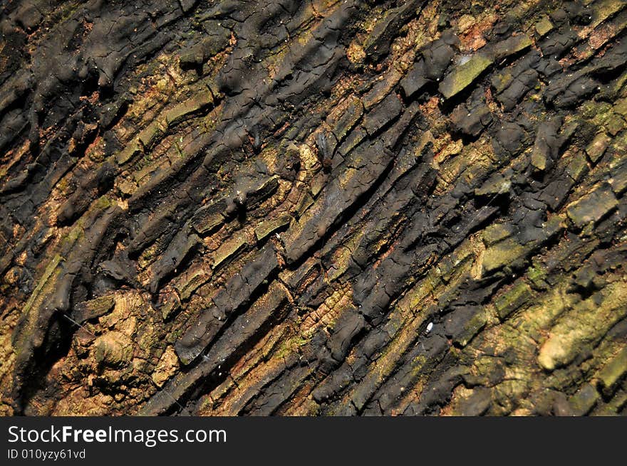 Texture from the bark of a rubber tree. The diaganol lines are carved grooves to tap the latex from the rubber tree. Texture from the bark of a rubber tree. The diaganol lines are carved grooves to tap the latex from the rubber tree.