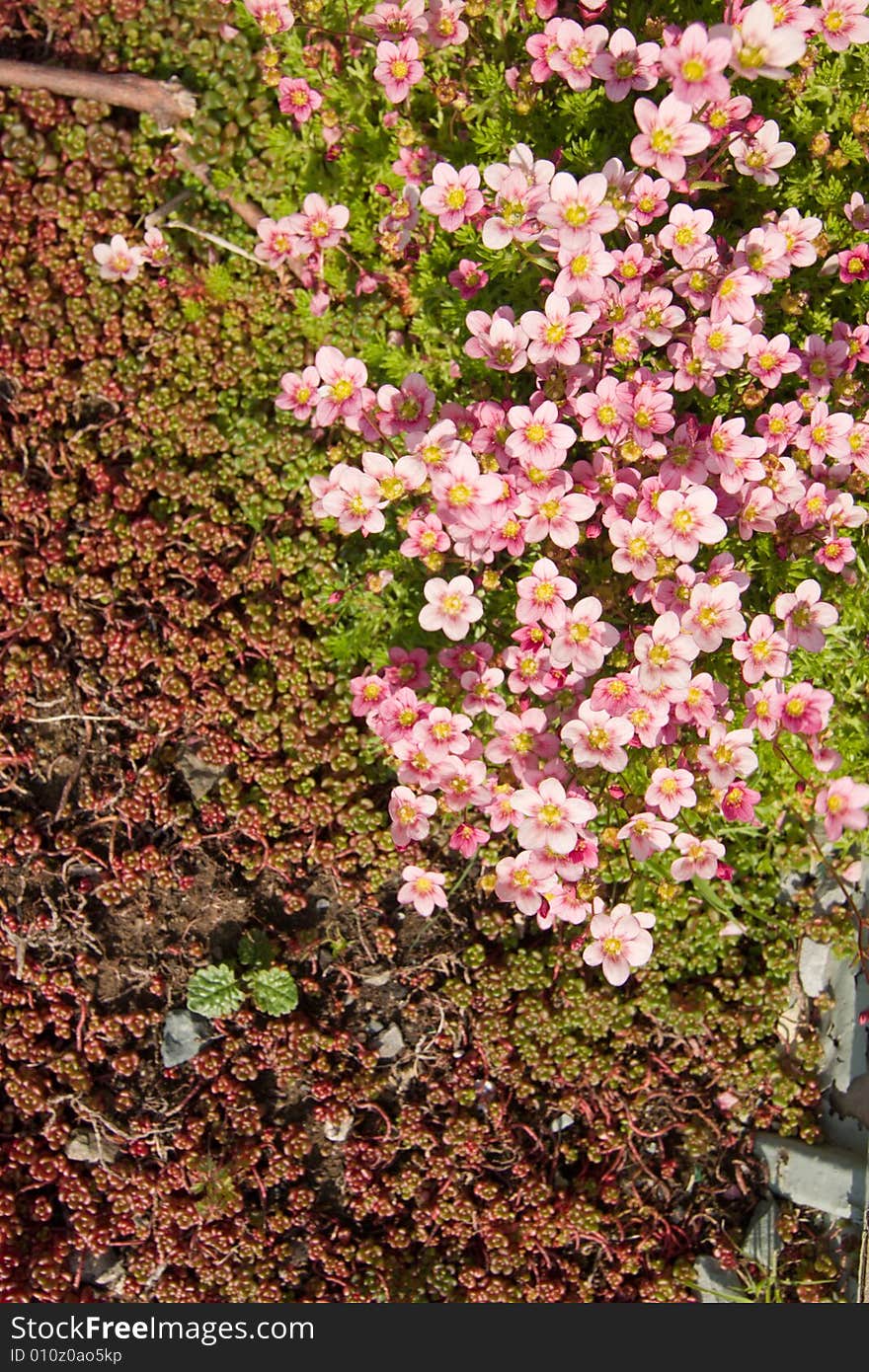 Pink flower