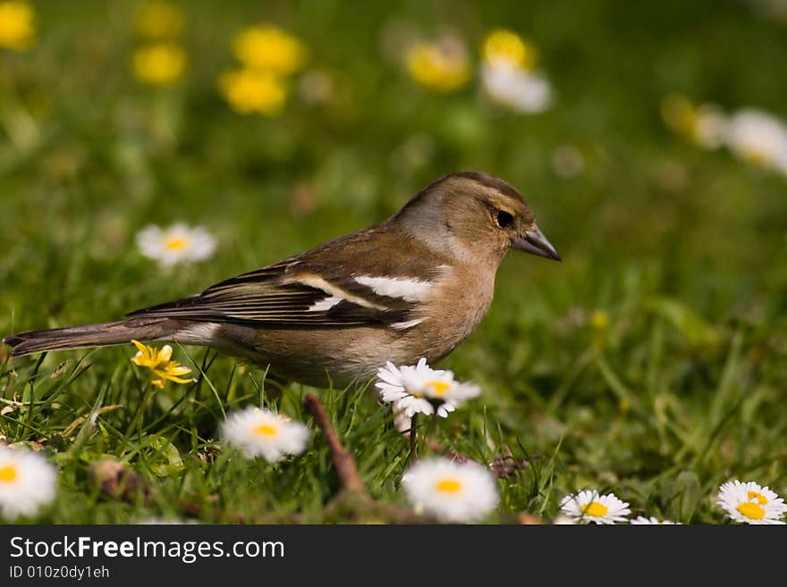 Female Chaffinch