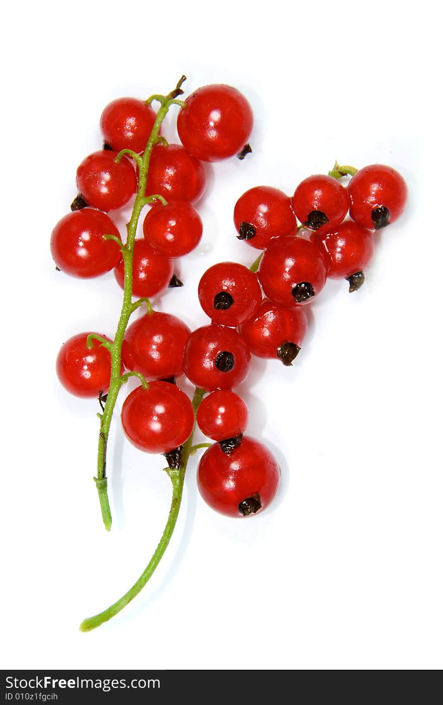 Two branches with red currants