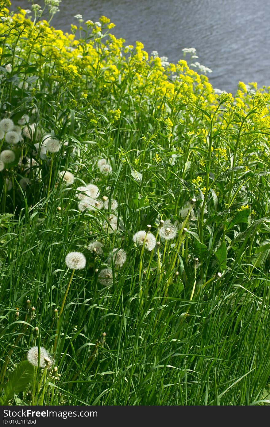 Dandelions, yellow flowers and water on background. Dandelions, yellow flowers and water on background