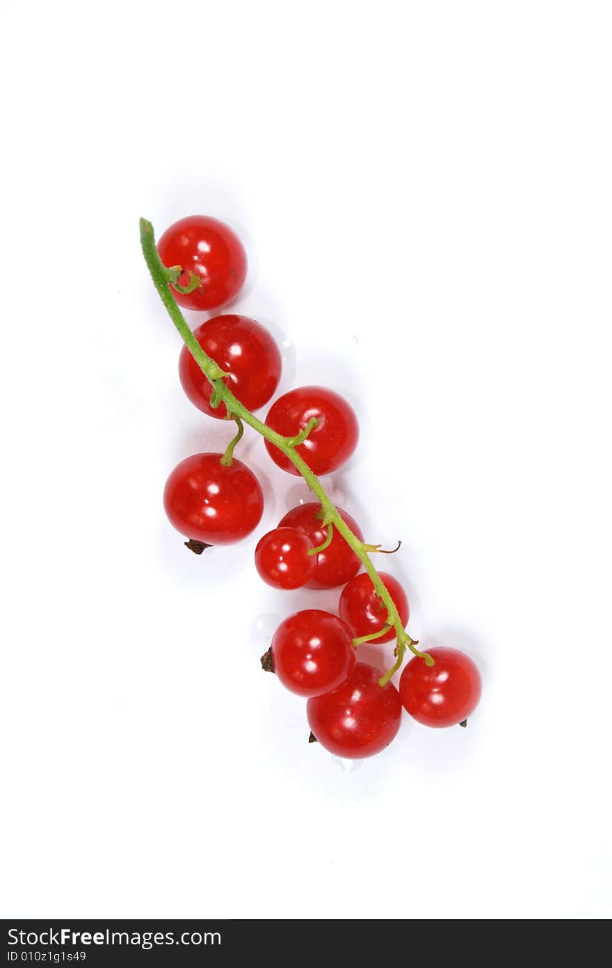 Branch with red currants isolated