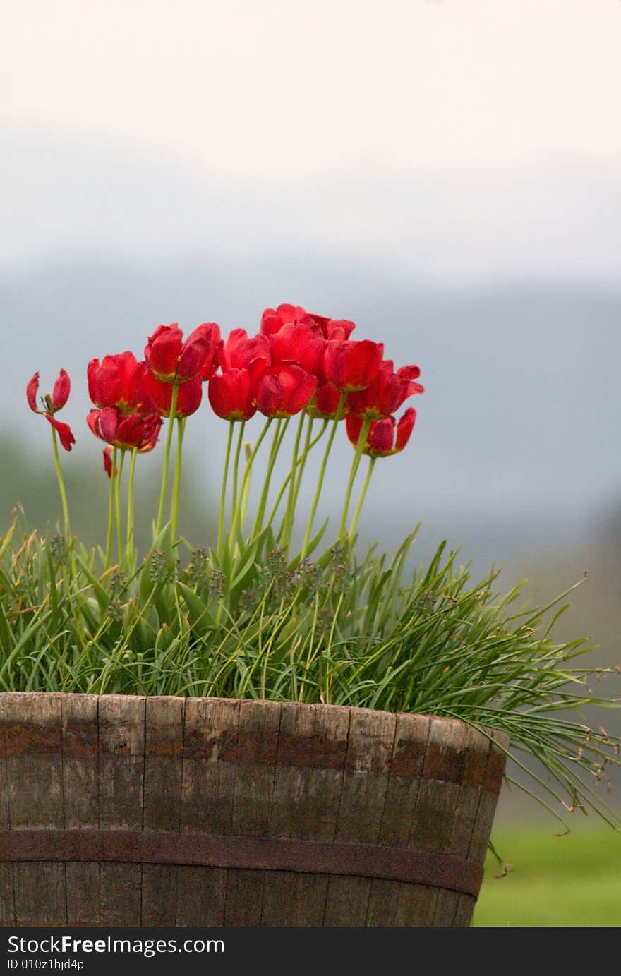 Red Tulips