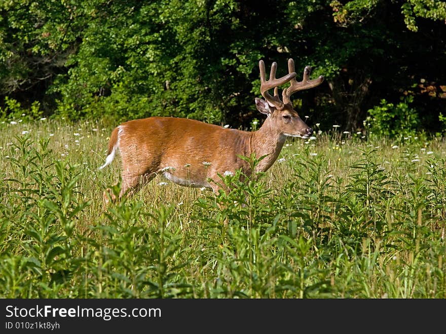 A shot of a big buck crossing a field.