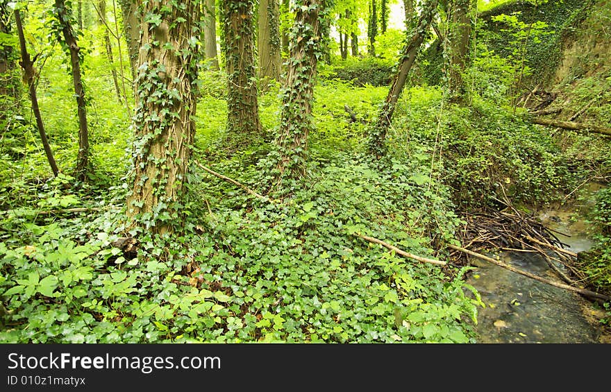 Wild Forest covered by Ivy. Wild Forest covered by Ivy