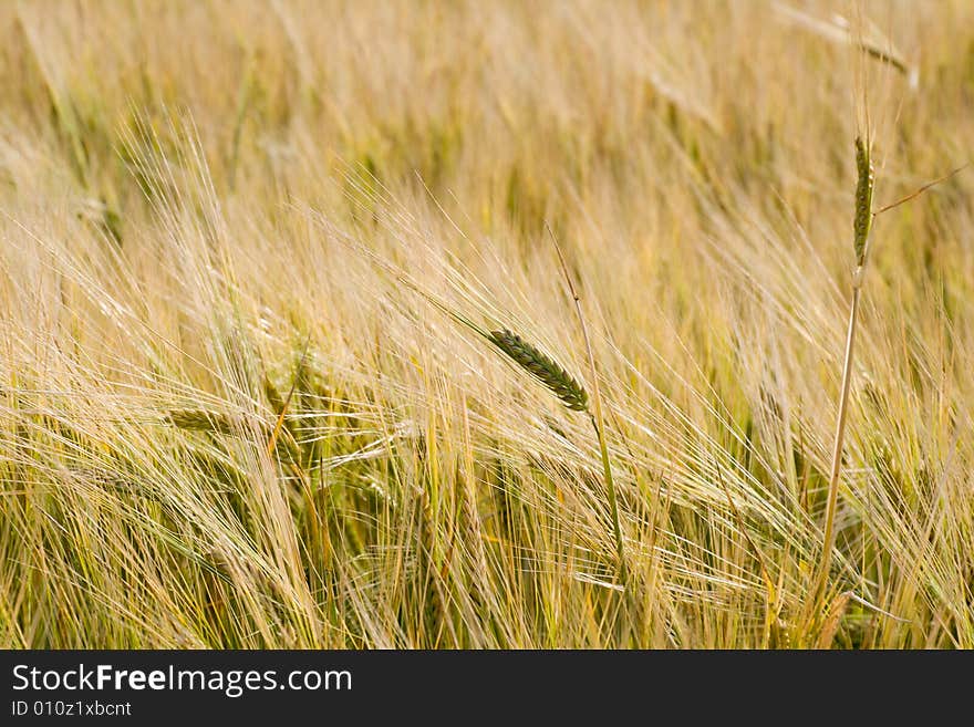 Ears of wheat in field (horizontal view)