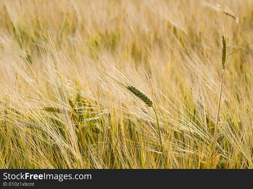 Ears of wheat in field