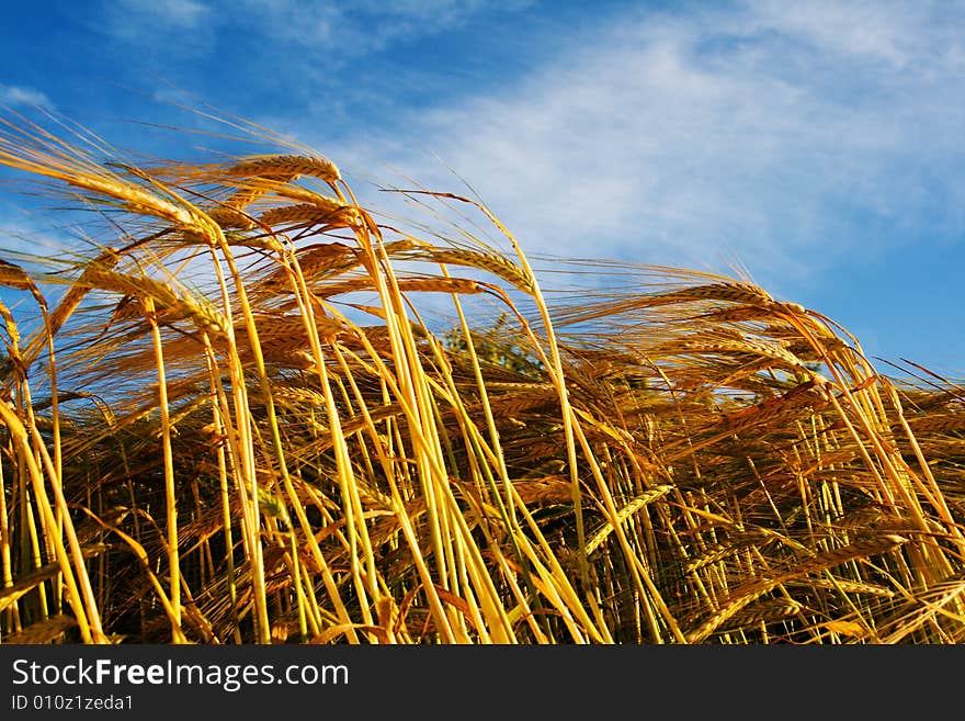 Wheat stems against blue sky. Wheat stems against blue sky