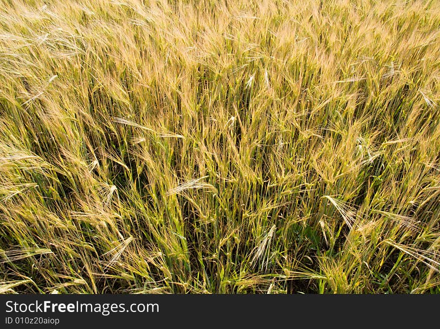 Wheat Plants Close-up View