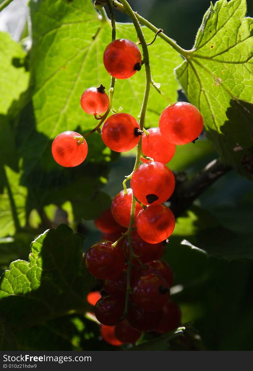 Red currants in the middle of a bush