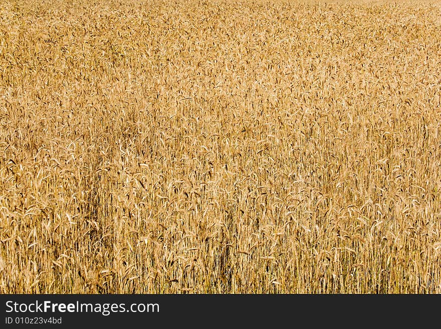 Wheat field background (rural landscape, horizontal view)