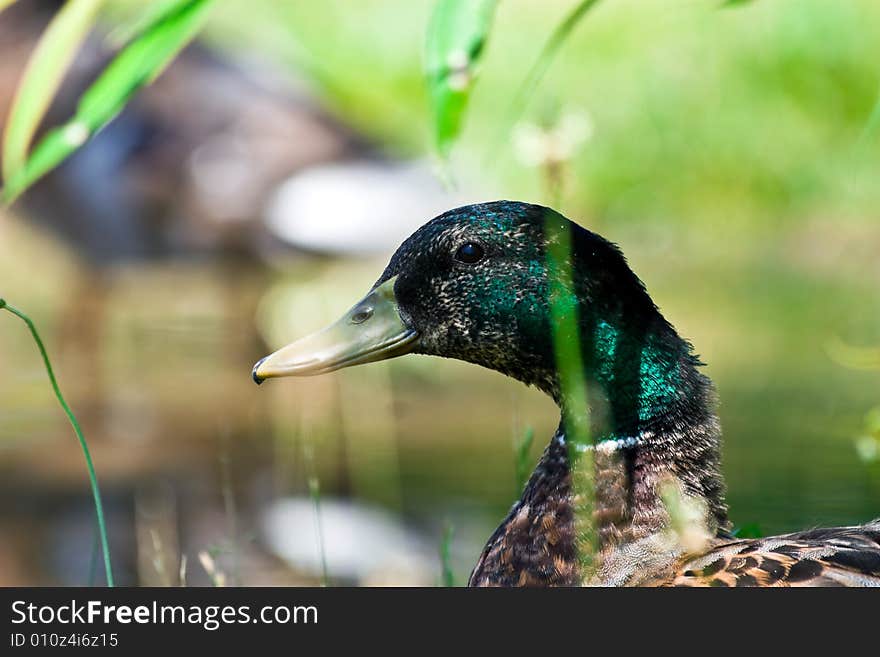 Young Mallard Duck Male