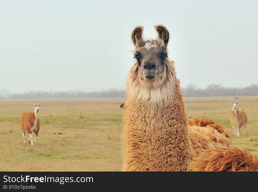 Three in a frame