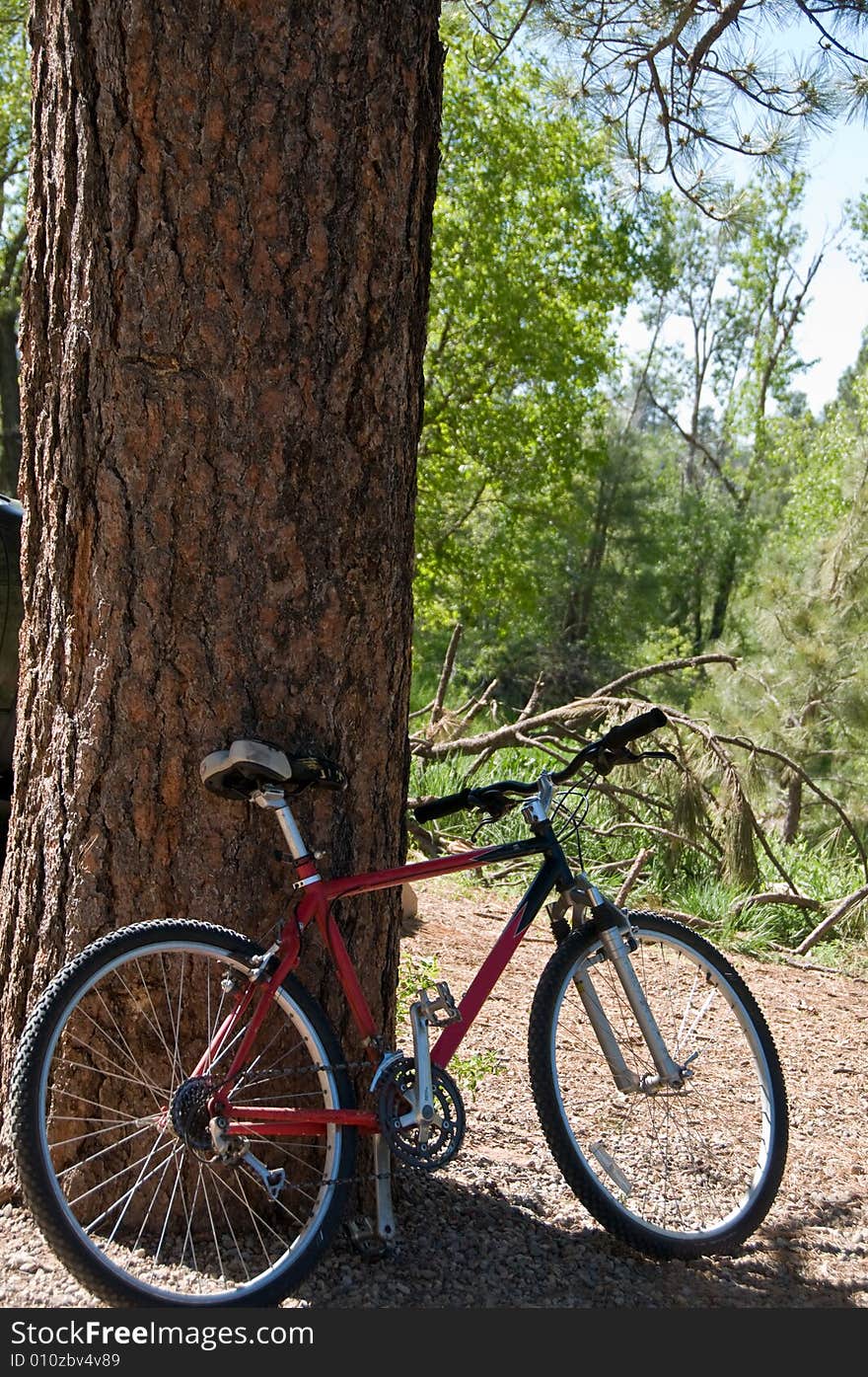 Bike Leaning On Tree