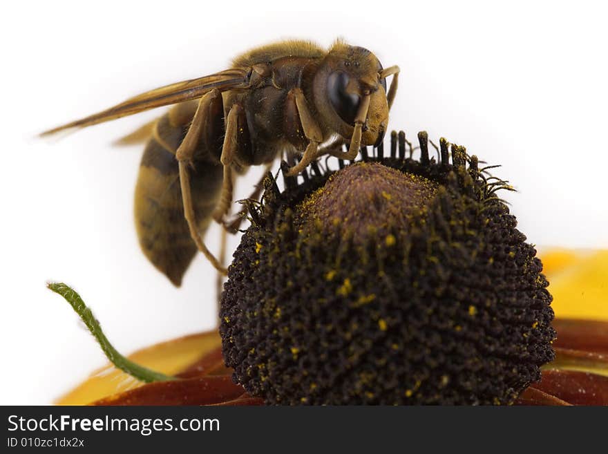 Bee sitting on  flower