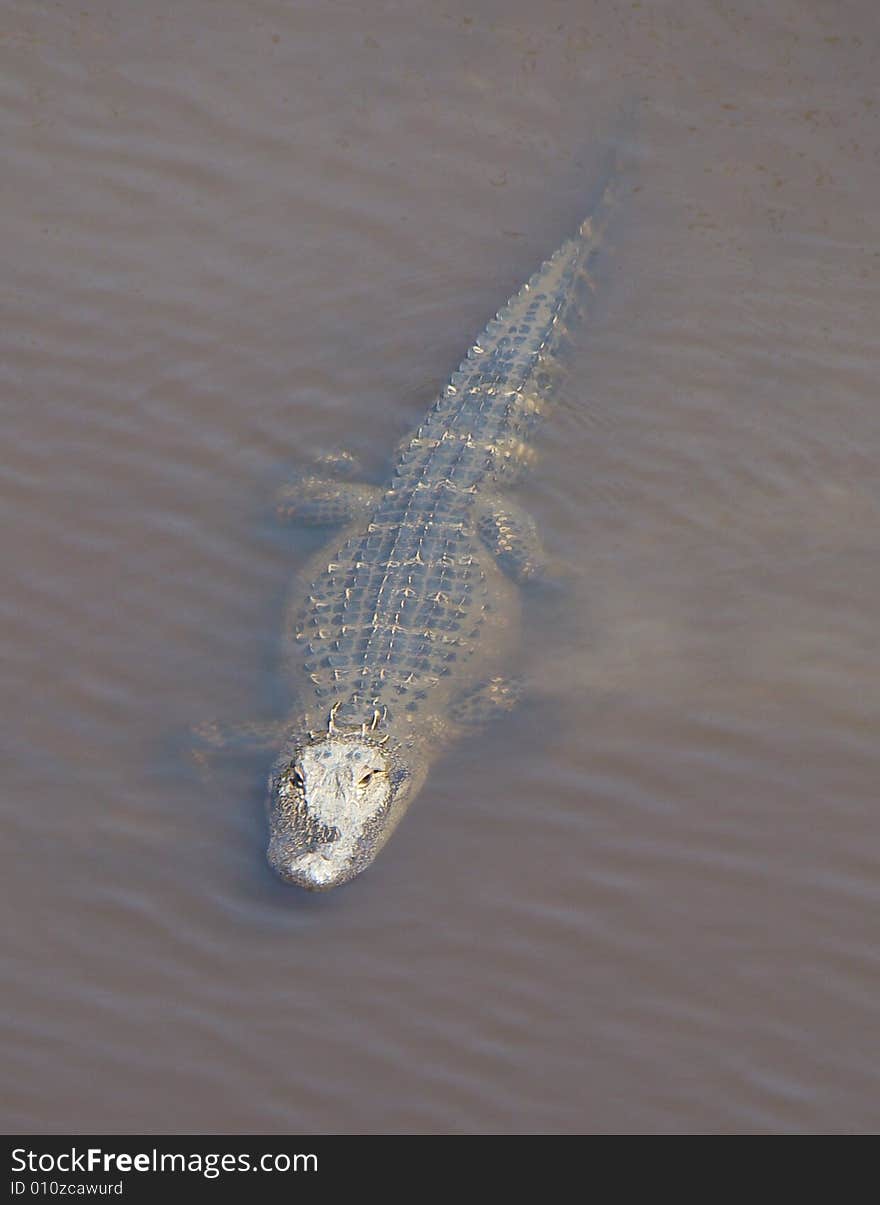 Alligator crawling in a shallow river. Alligator crawling in a shallow river