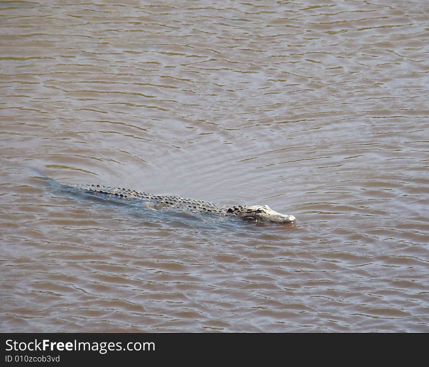 Alligator crawling in a shallow river. Alligator crawling in a shallow river