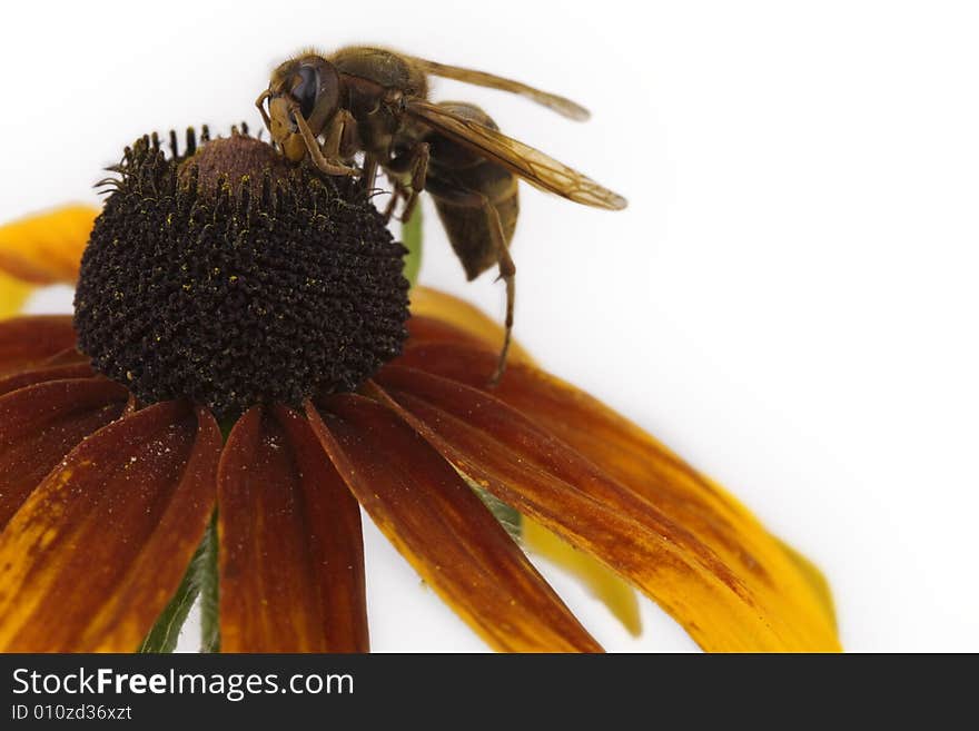 Bee Sitting On A Flower