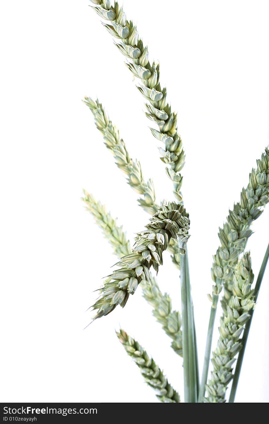 Ears of wheat on white background. Ears of wheat on white background