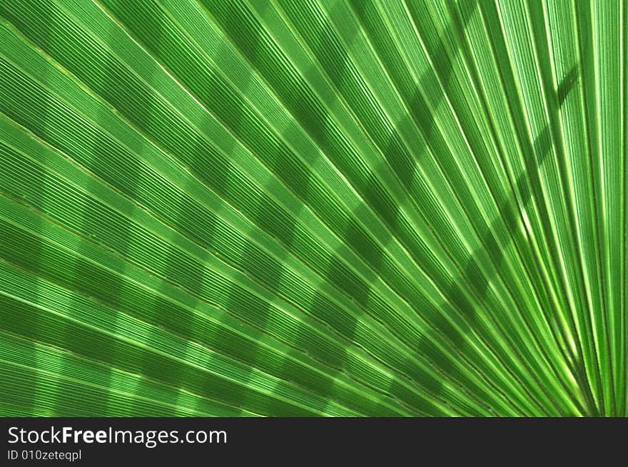 close up of an palm tree leaf. close up of an palm tree leaf