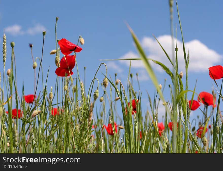 poppies on the sky