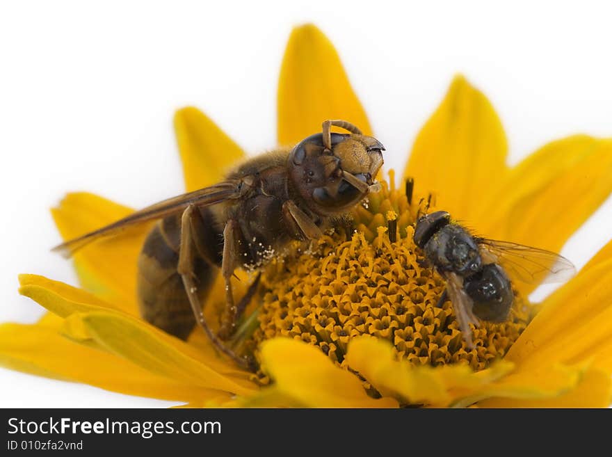 Bee And Fly Sitting On A Flower