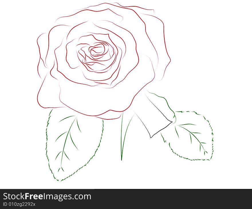 Illustration of beautiful rose contour