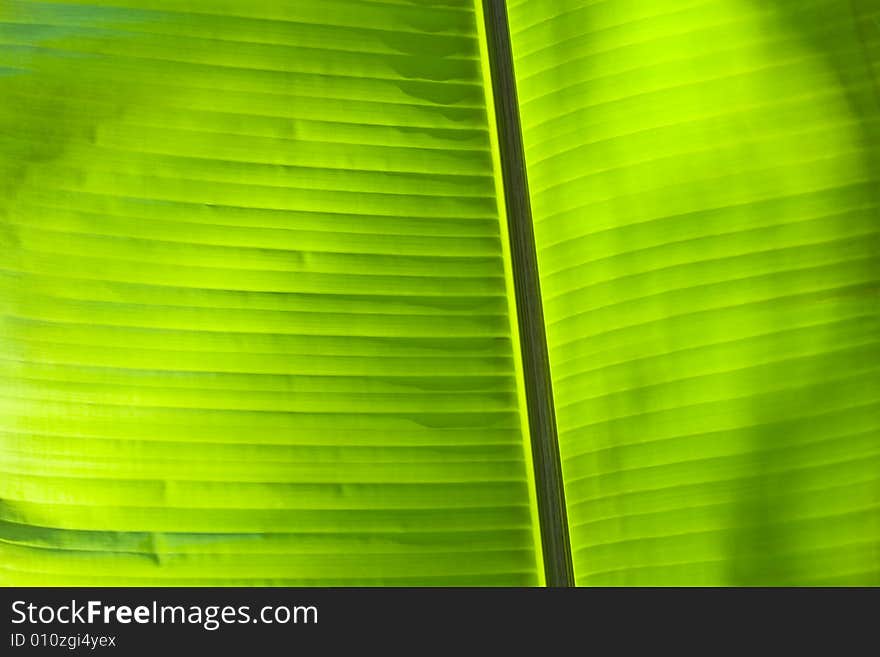 The abstract banana leaf green background. The abstract banana leaf green background