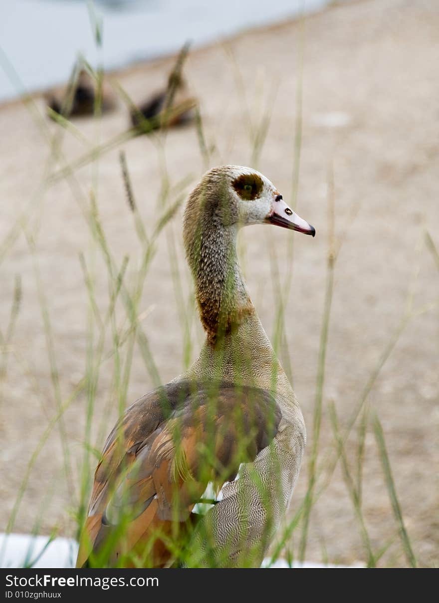 An Egyptian Goose behind the grass. An Egyptian Goose behind the grass.