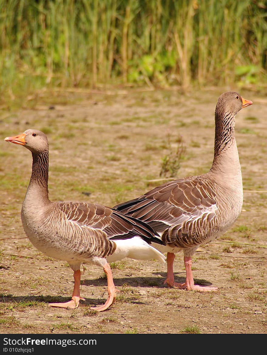 Alert Greylag geese at a small beach