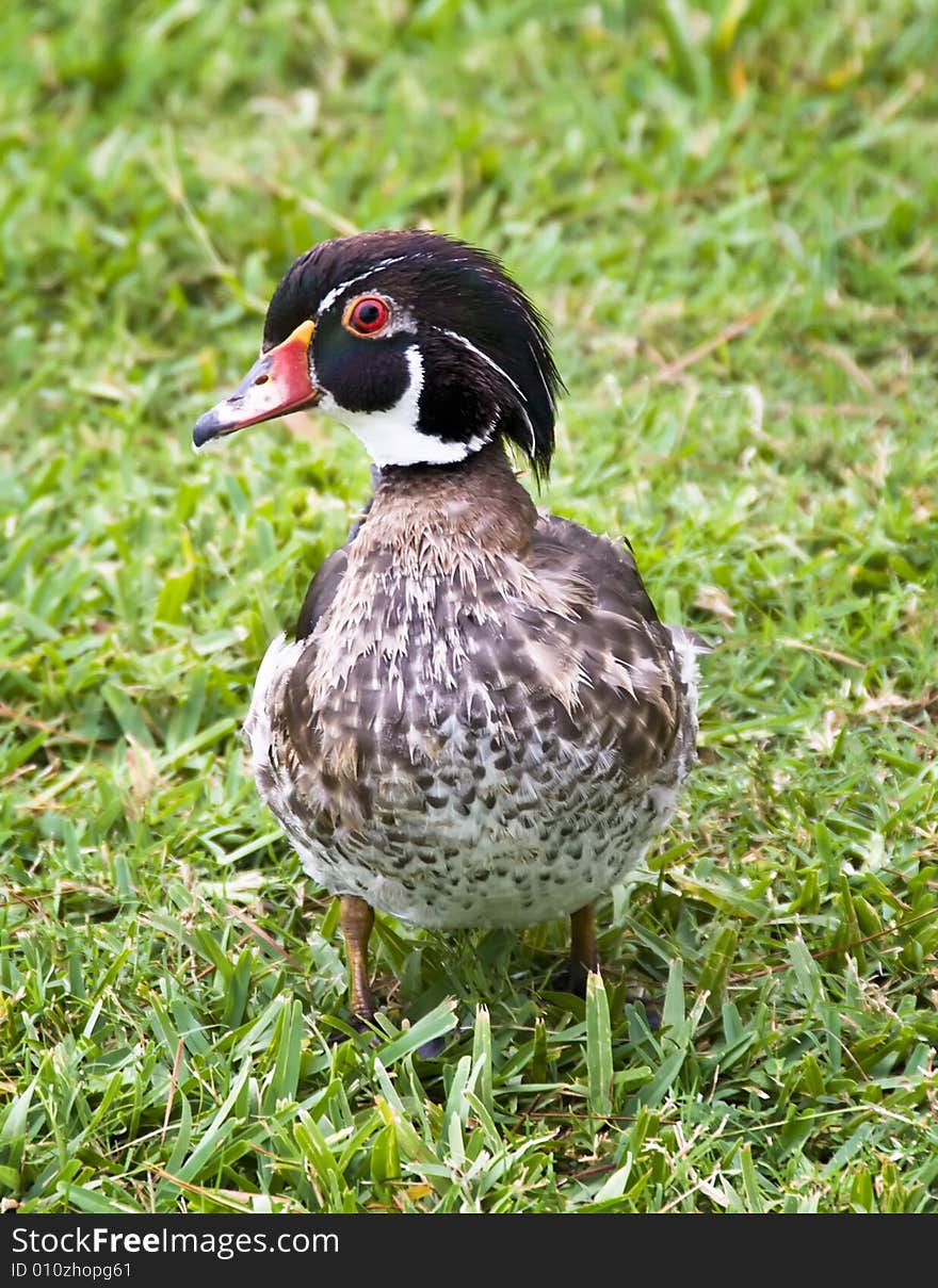 A colorful Wood Duck in the grass. A colorful Wood Duck in the grass.