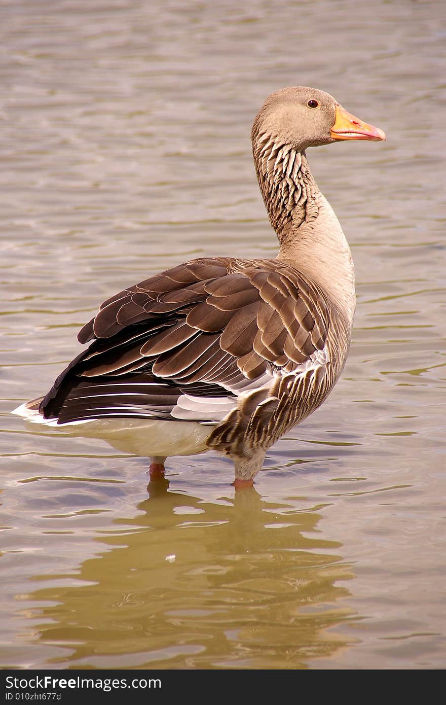 An alert Greylag goose in the water. An alert Greylag goose in the water