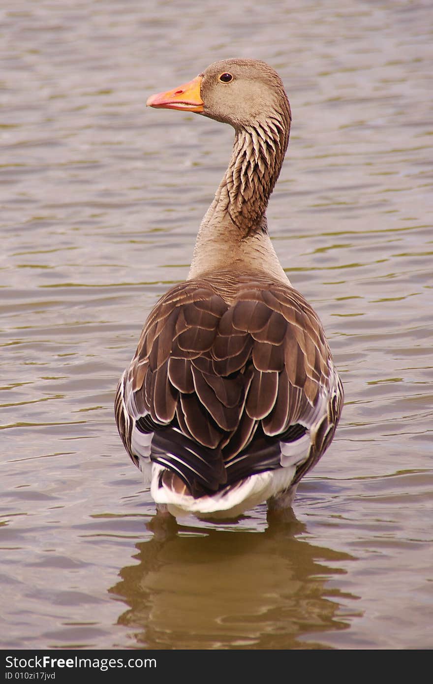 An alert Greylag goose in the water. An alert Greylag goose in the water