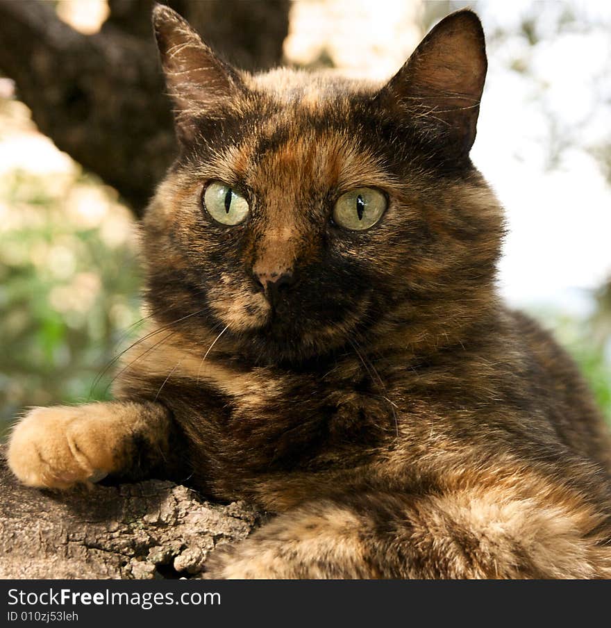 Cat on a tree