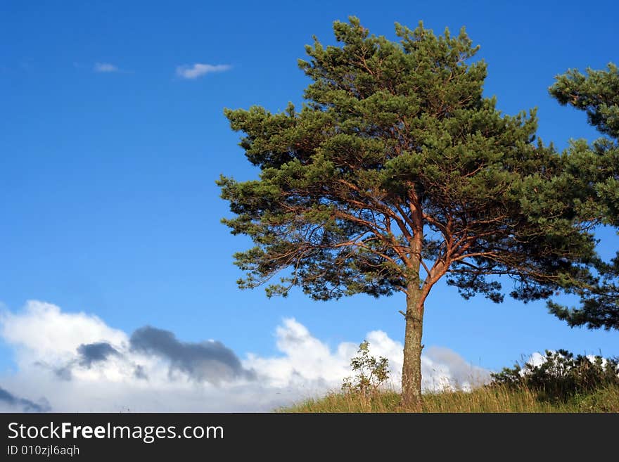 Green tree and the blue cloudy sky. Green tree and the blue cloudy sky