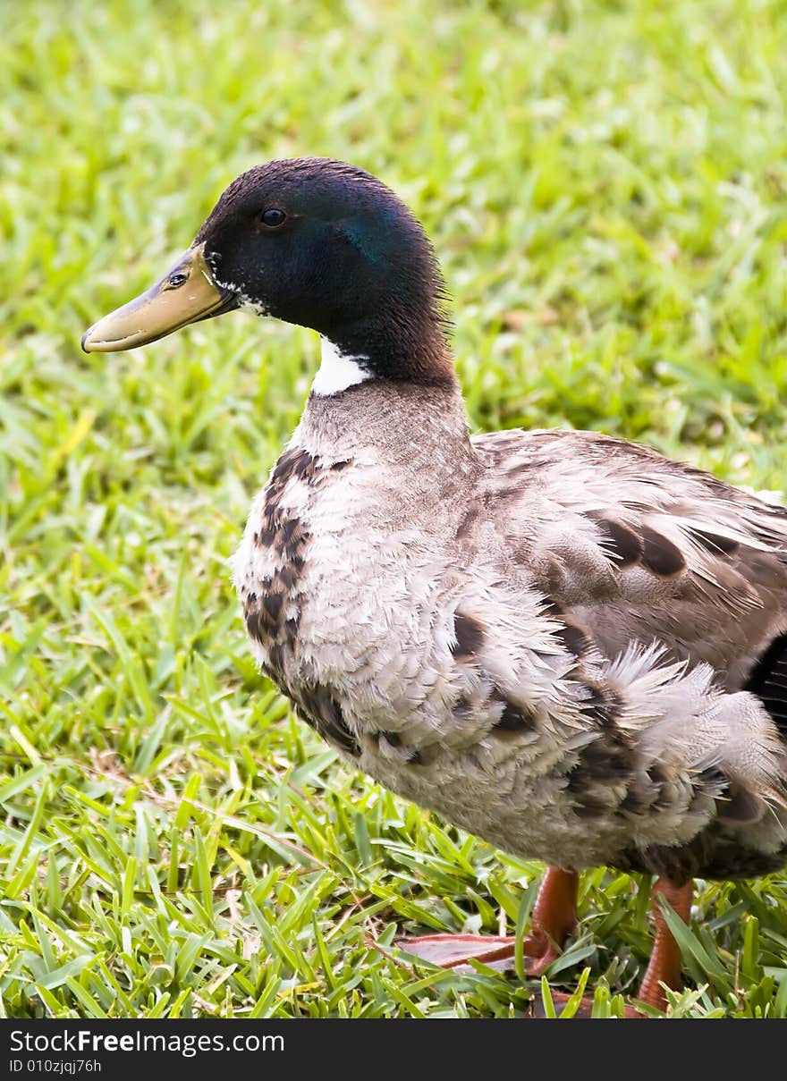 A duck stading in the grass. A duck stading in the grass.