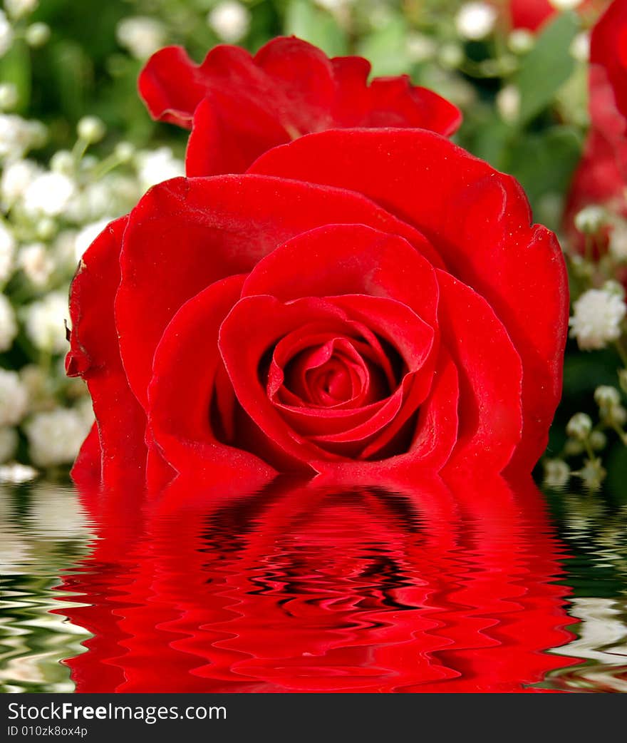 Red rose reflecting in water