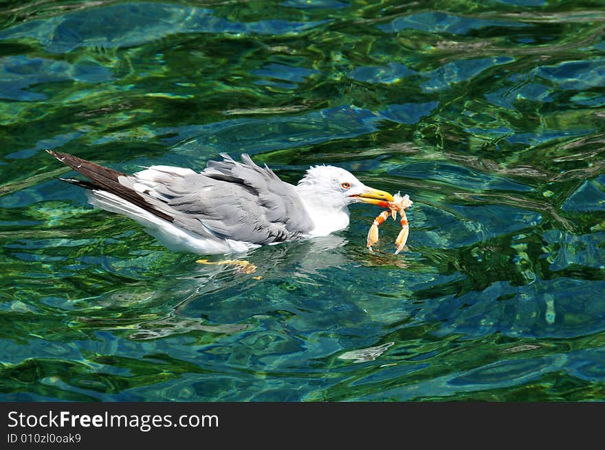 Seagull picking shrimp out of the ocean. Seagull picking shrimp out of the ocean