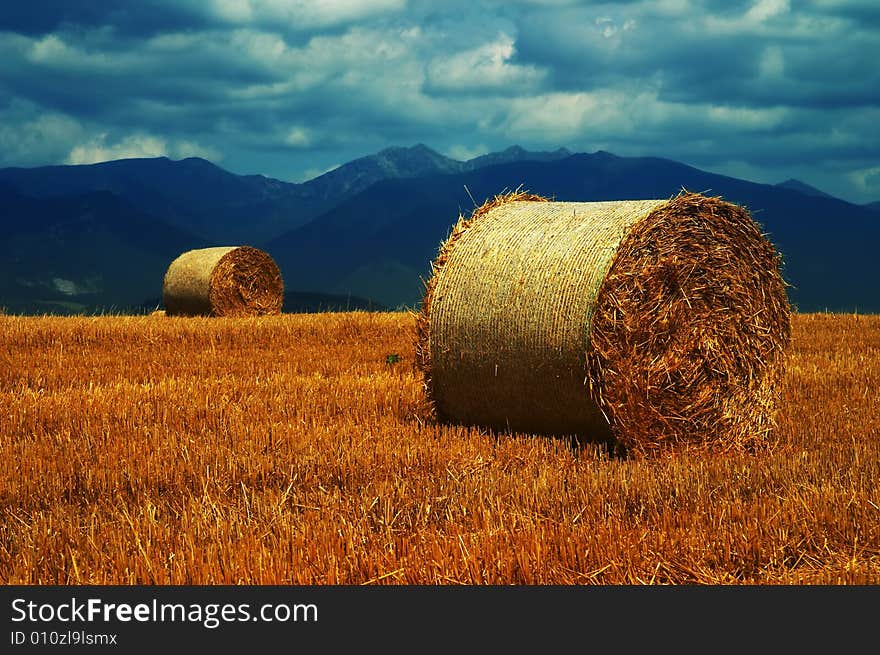 Autumn Field