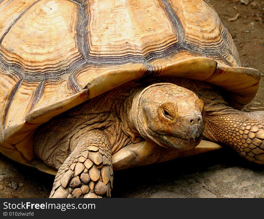 Big tortoise at Manila Zoo.