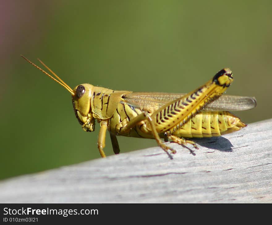 Grasshopper