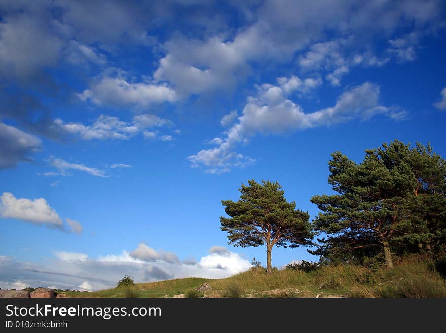 Green tree and the blue cloudy sky. Green tree and the blue cloudy sky