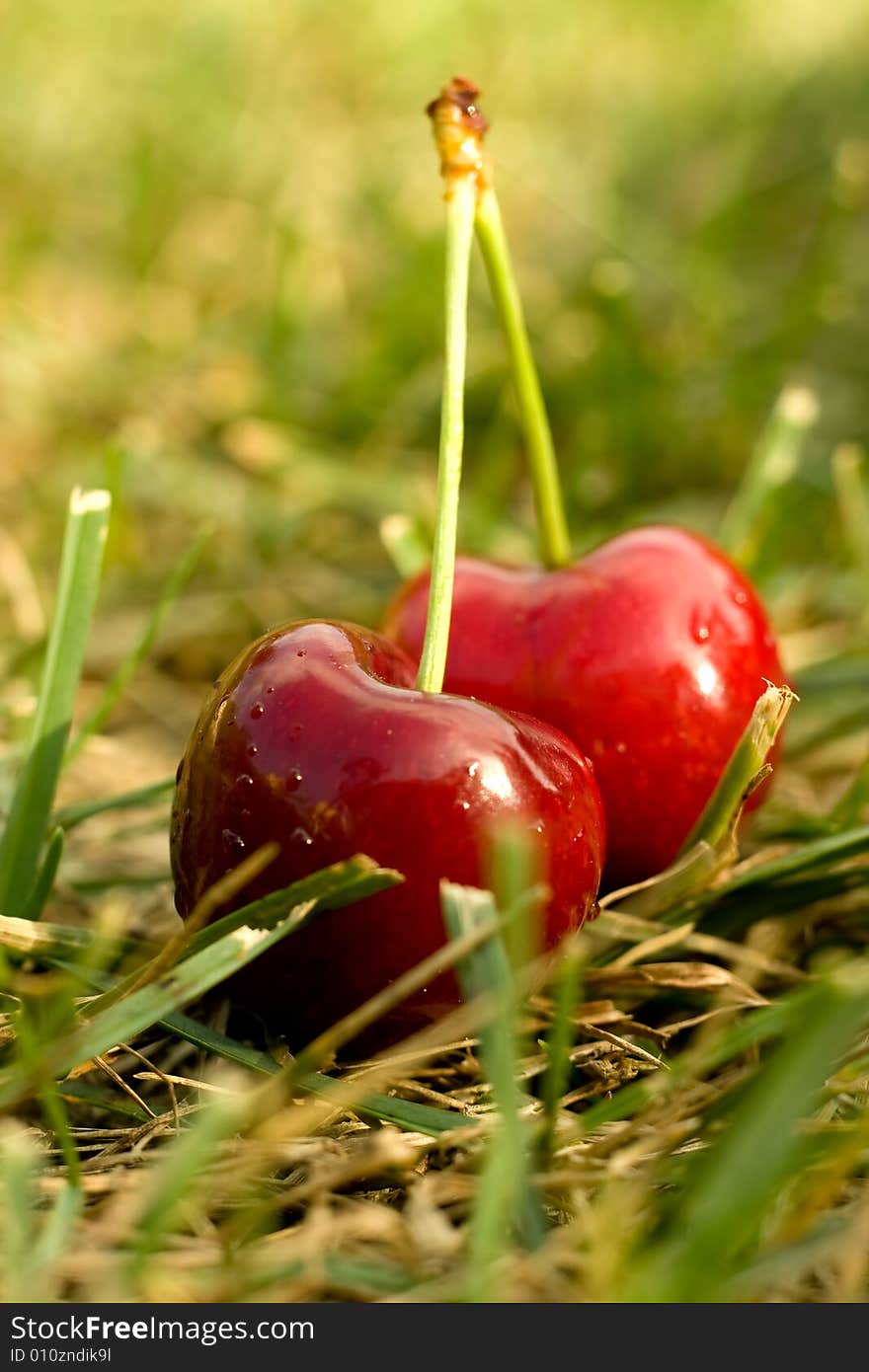 Sweet cherry