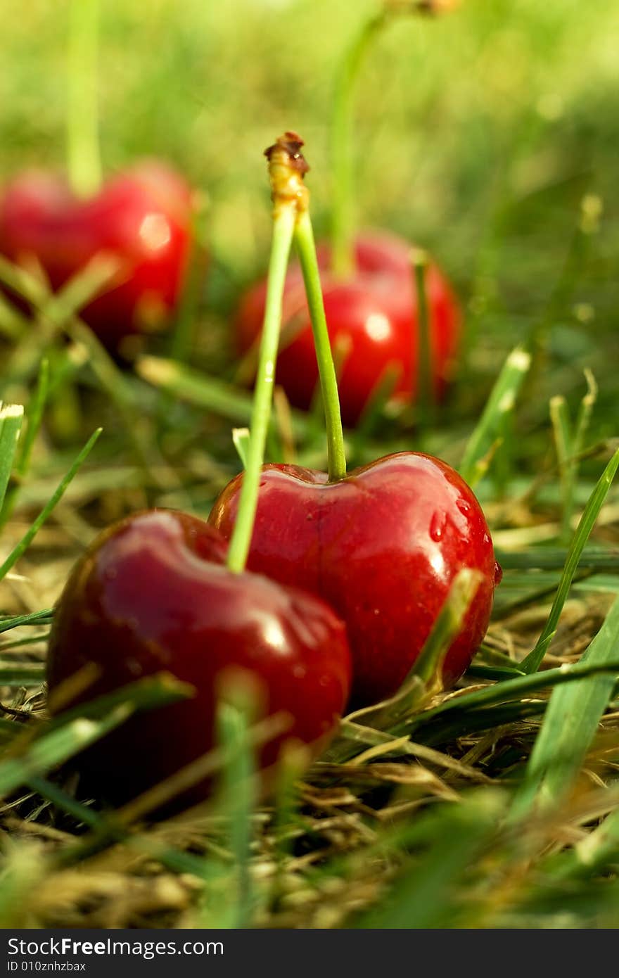 Red Fresh Cherry on grass. Red Fresh Cherry on grass