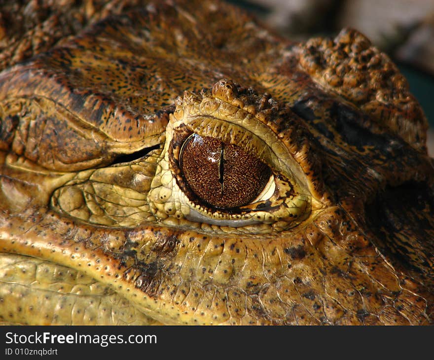 Eye of a crocodile at Manila Zoo. Eye of a crocodile at Manila Zoo.