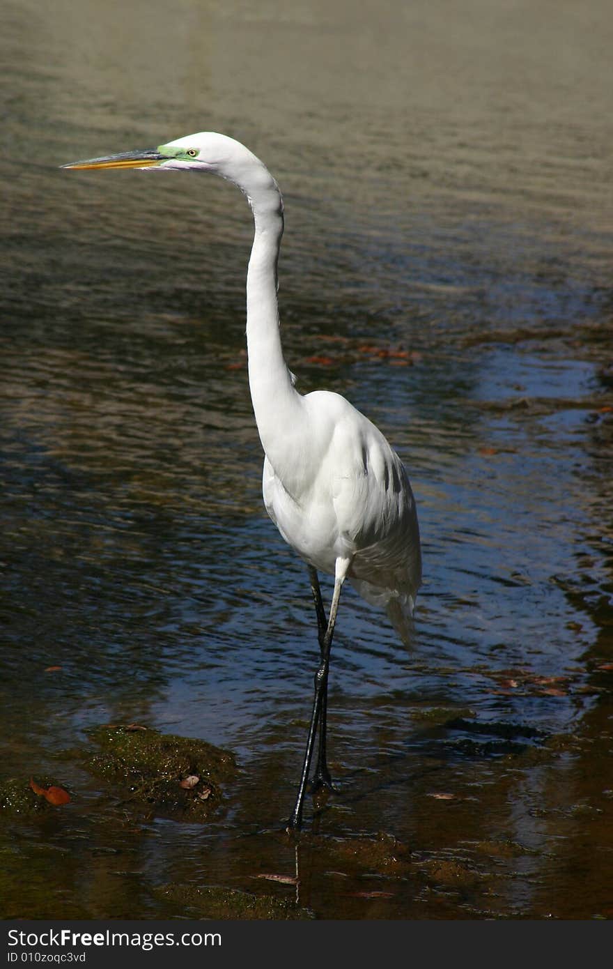 Egret